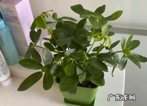 鹅掌怎么养才能更旺盛