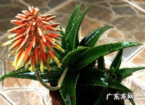 龙舌兰开花吗 开什么样的花