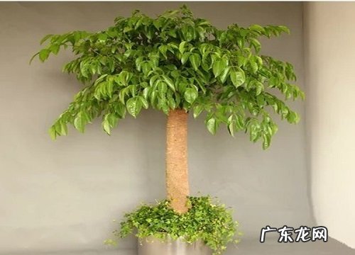 平安树浇什么肥料合适