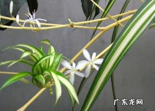 金边吊兰开花吗 开花的样子与图片