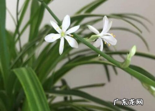 金边吊兰开花吗 开花的样子与图片