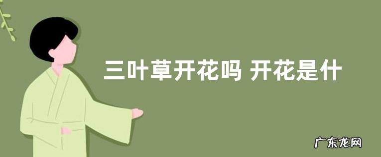 三叶草开花吗 开花是什么颜色