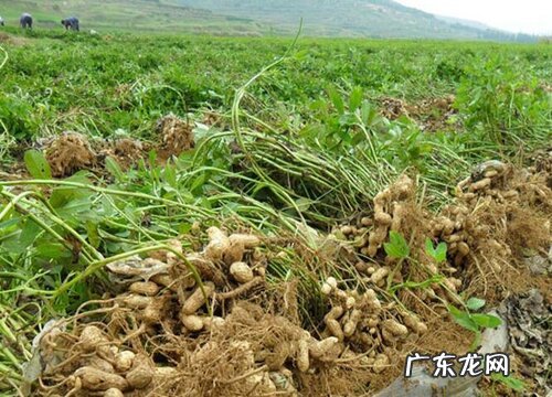 花生什么时候成熟