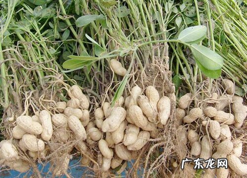花生什么时候成熟