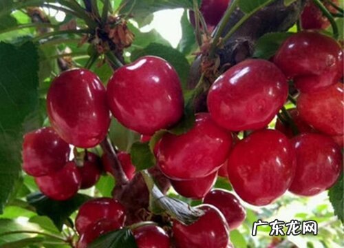 镇宁樱桃什么时候成熟
