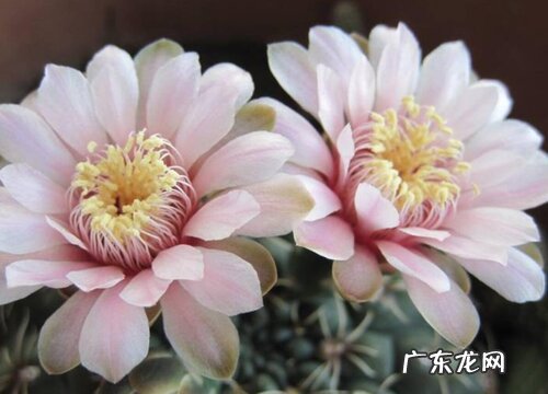 绯玉花开完花怎么办