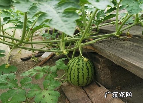 西瓜什么时候成熟