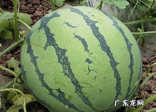 西瓜什么时候成熟