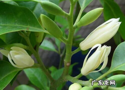 白兰花一年开几次花