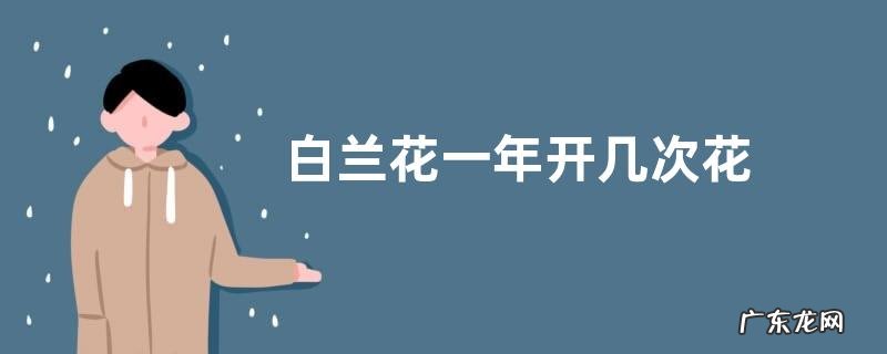 白兰花一年开几次花