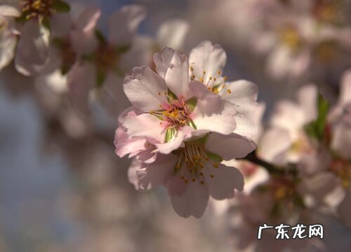 完全花植物有哪些