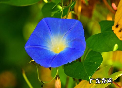 完全花植物有哪些