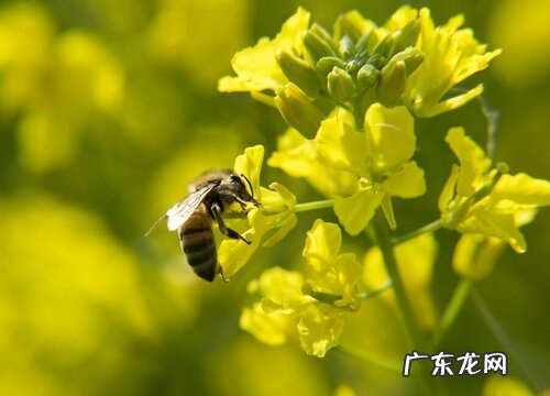 完全花植物有哪些