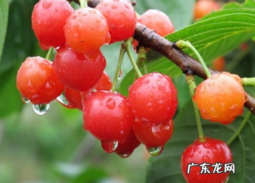 小樱桃什么时候成熟