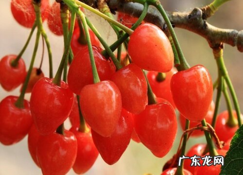 小樱桃什么时候成熟