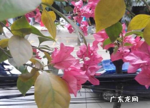 三角梅属于什么植物类型