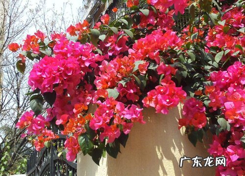 三角梅属于什么植物类型