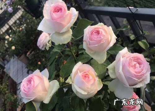 蒙娜丽莎月季是藤本还是灌木