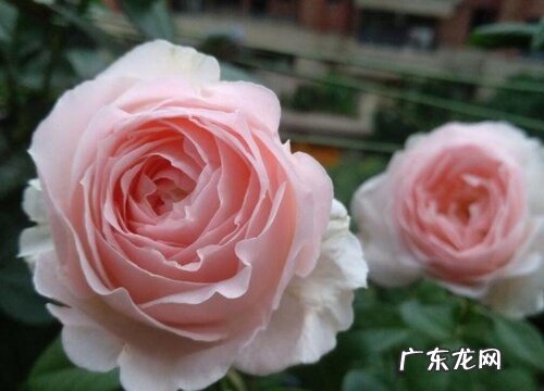 蒙娜丽莎月季是藤本还是灌木