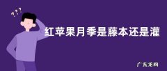 红苹果月季是藤本还是灌木