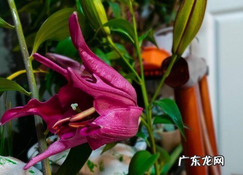 重瓣百合哪个品种好