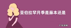 亚伯拉罕月季是藤本还是灌木