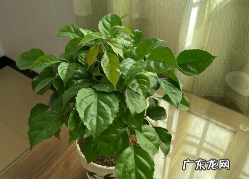 幸福树哪个品种好