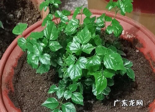 幸福树哪个品种好