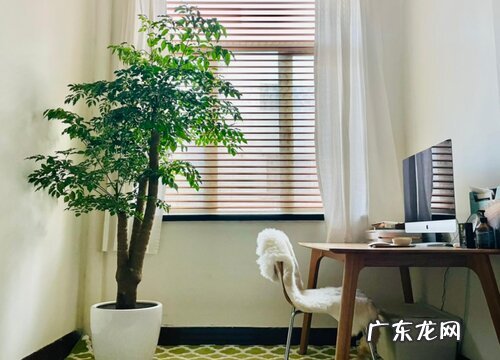 幸福树哪个品种好