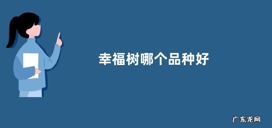 幸福树哪个品种好