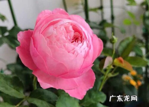 羽毛月季是藤本还是灌木