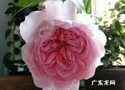 粉伍德月季是藤本还是灌木