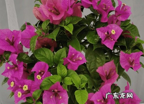 三角梅是藤本还是灌木