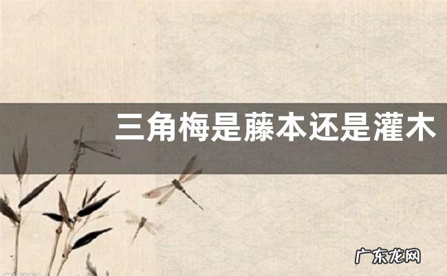 三角梅是藤本还是灌木