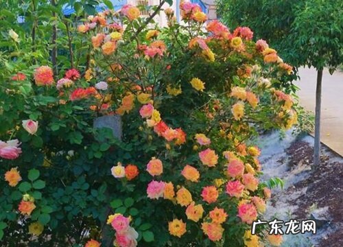 藤彩虹是藤本还是灌木