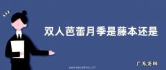 双人芭蕾月季是藤本还是灌木