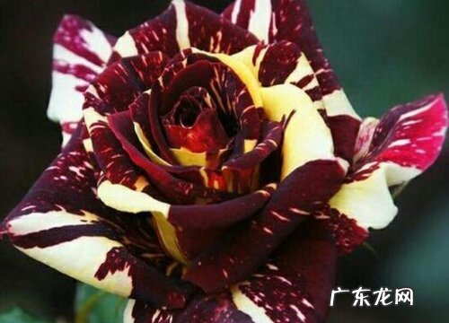 流星雨月季是藤本还是灌木