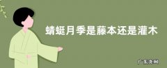 蜻蜓月季是藤本还是灌木