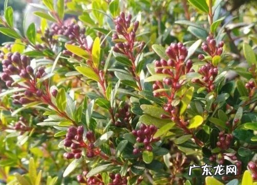 小叶赤楠耐寒吗 能耐多少度