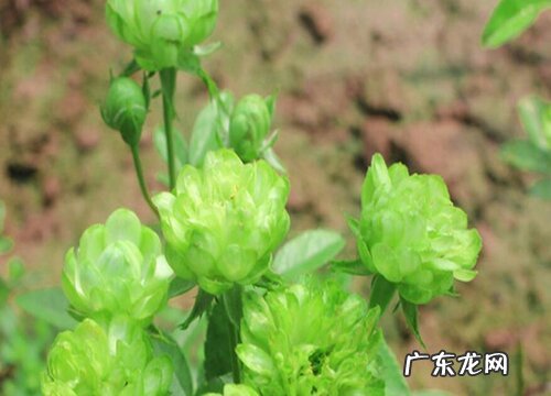 闪电月季是藤本还是灌木