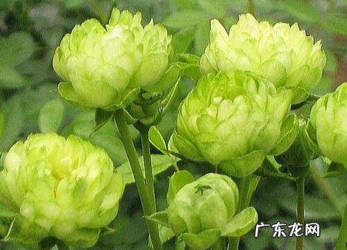 闪电月季是藤本还是灌木