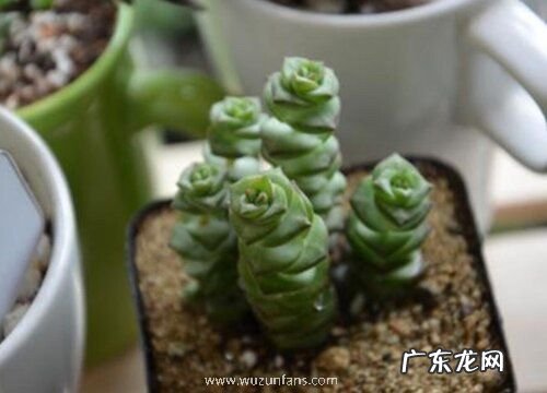 星乙女怎么繁殖方法和注意事项