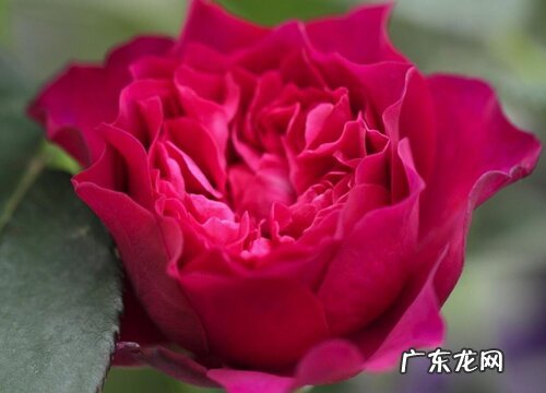 暮光之城月季是藤本还是灌木