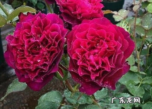 暮光之城月季是藤本还是灌木