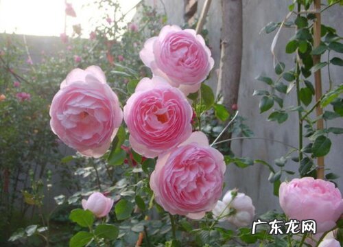 暮光之城月季是藤本还是灌木