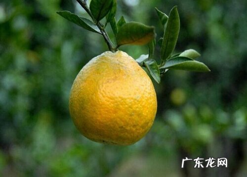 瓯柑什么时候成熟