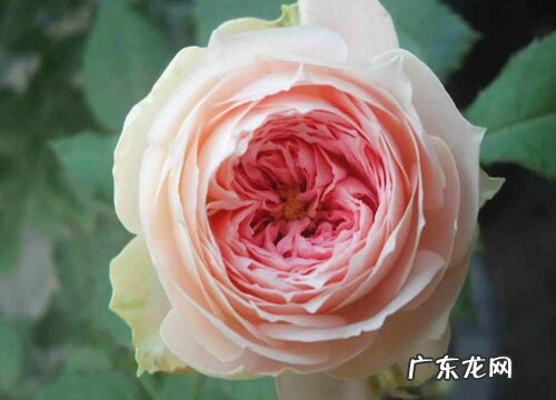 门廊绒球月季是藤本还是灌木