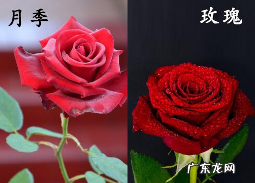 月季和玫瑰是一种花吗