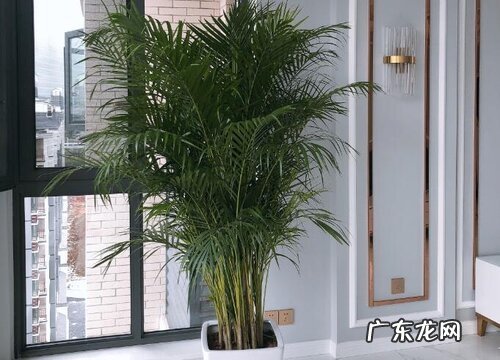 凤尾竹几天浇一次水 春夏秋冬各不同