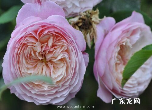 康斯坦茨月季是藤本还是灌木